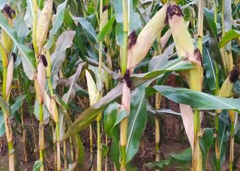 Ziarno kukurydzy 2025 Ziarno kukurydzy 2025