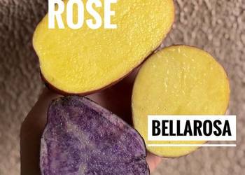 Sprzedam ziemniaki odmiana Bellarosa Baltic Rose Jarosław i okolice