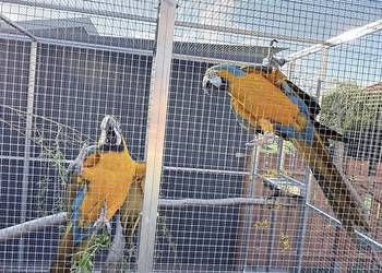 Ara Ararauna 2025r Samica