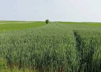 Działka rolna 0,51 ha w m. Marchocice