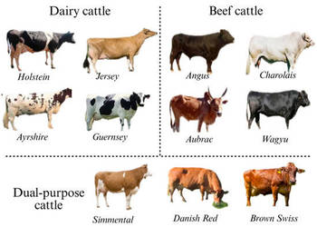 Skup bydła rzeźnego. Odbiór własnym transportem. Skup bydła rzeźnego. Odbiór własnym transportem.