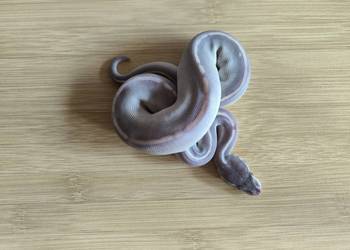 Pyton królewski Mahogany Mojave Phantom samica