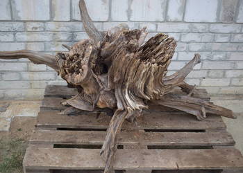 Korzeń ozdobny do ogrodu