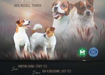 Jack russell terrier szczenięta