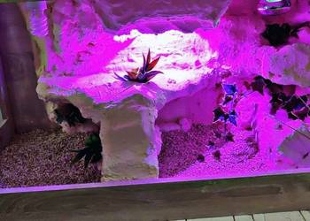 Terrarium specjalistyczne dla gekona lamparciego agamy brodatej
