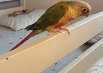 Rudosterka zielonolica razem z klatką.