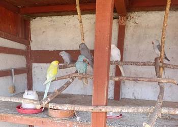 Sprzedam aleksandretty , świergotki, gołąbki diamentowe