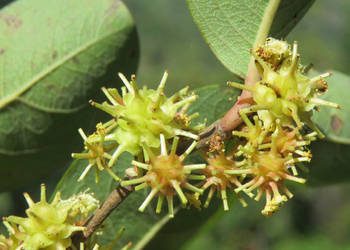 ANOGEISSUS LATIFOLIA Anogeissus latifolia - NASIONA 100g