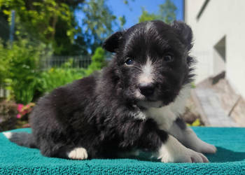 Pies Border Collie - Rasowy szczeniak z Hodowli, pełna dok.