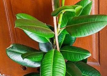 Fikus sprężysty (Ficus elastica 'Robusta') pilnie sprzedam