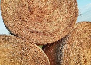 Sprzedam słomę i siano