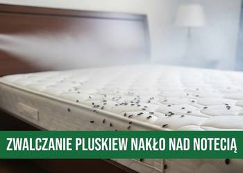 Zwalczanie Pluskiew Nakło nad Notecią - Dezynsekcja, Odpluskwianie