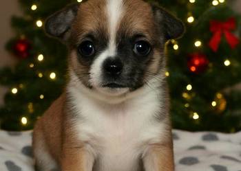 Chihuahua samiec długowłosy ZKwP FCI! Prawdziwy rodowód!