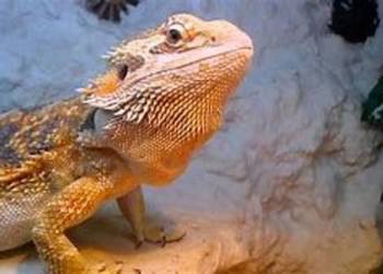 Agama Brodata