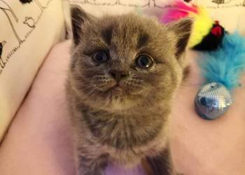 kocurek brytyjski krótkowłosy