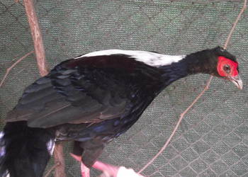 Kiśćiec Tajwański