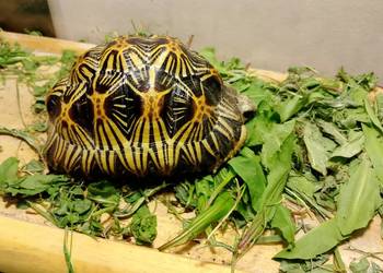 Żółw promienisty Astrochelys radiata