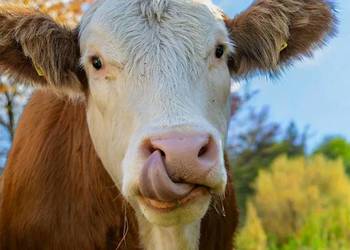 Dezosan Wigor do suchej dezynfekcji 500kg DOSTAWA GRATIS dezynfekcja