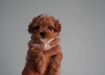 Suczka Maltipoo