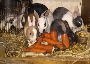 Kroliki sprzedam 30zl za sztukę