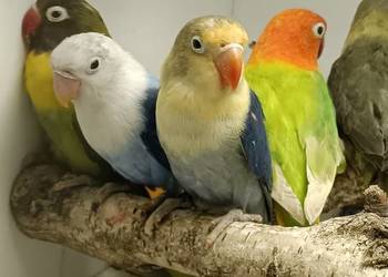 Nierozłączki czerwonoczelne