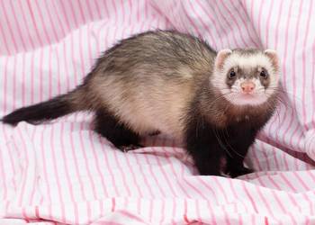 Kupię fretkę samca rocznego