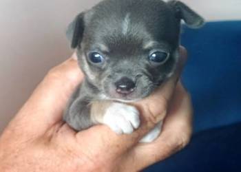 Niebieska  Ziawjskowa Dziewczynka Chihuahua