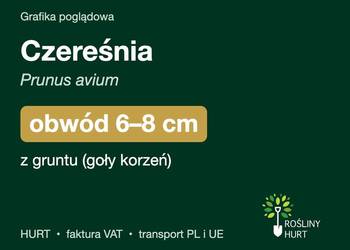 Czereśnia (Prunus avium) obwód 6-8 cm, z gruntu – HURT