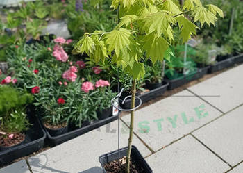 Podpora ogrodowa nierdzewna regulowana 77 cm | stal ocynkowana | srebrna