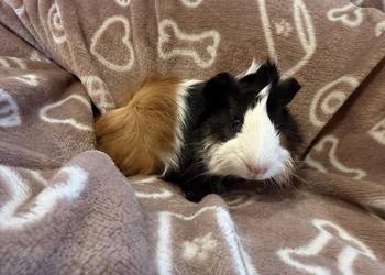 świnka morska cavia domowa SAMIEC