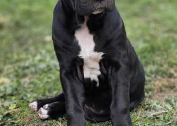 Bandog