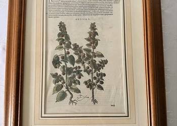 Antyczny Miedzioryt 1563 Rycina Botaniczna Matthioli Oryginalny XVI Wiek