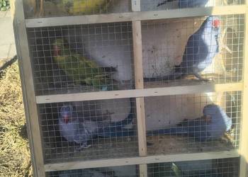 Papugi różnych gatunków