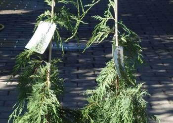 Cyprysik nutkajski Pendula małe drzewko w doniczce