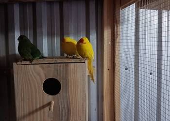 Papugi Kozy modrolotki