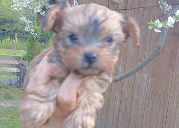 Yorkshire terrier