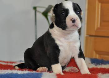 Amstaff zkwp FCI przepiękne suczki