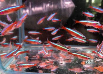 Danio czerwone Polskie