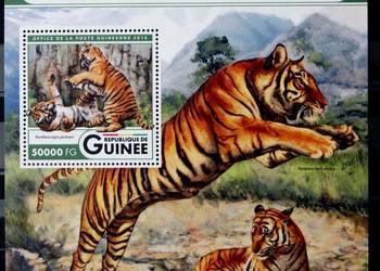 Gwinea ( tygrys)