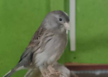 Kanarki glostery zeberki