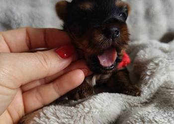 Pieseki yorkshire terrier do rezerwacji