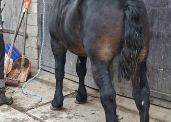 Sprzedam konia Sprzedam konia