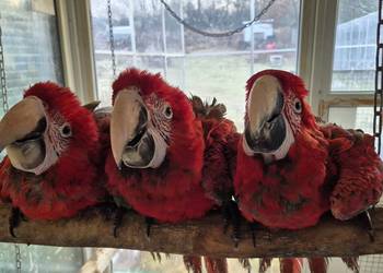 Ara Chloroptera samce 2025