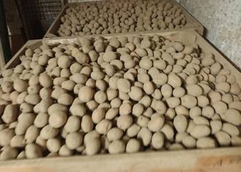 Ziemniaki wielkości sadzeniaka