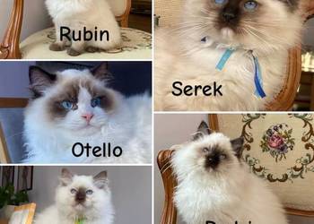 Kotki ragdoll gotowe do odbioru