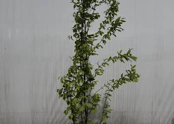 Grab "Fastigiata" 200cm+