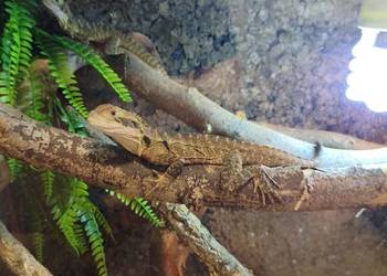 Wodnoagamy australijskie 3 sztuki z terrarium