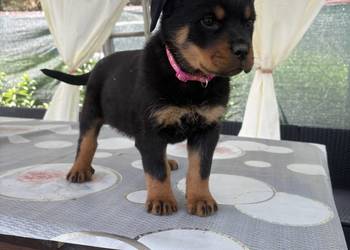 Szczeniaki rottweiler