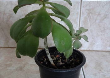 Aeonium Havorthii "Kiwi"