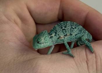 Kameleony Jemeńskie, młode 3 miesięczne